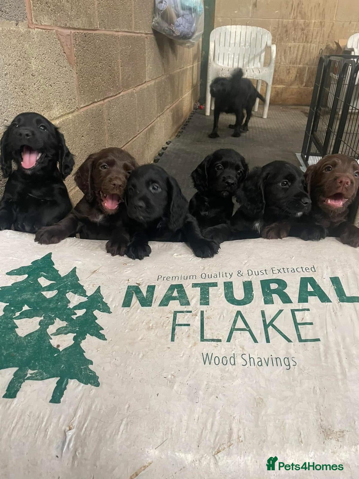 Cocker Spaniel dogs Elite FTCH Penwills Charlie of Winhocklin Puppies - Advert 1