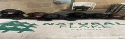 Cocker Spaniel dogs for sale: Elite FTCH Penwills Charlie of Winhocklin Puppies - Advert 1