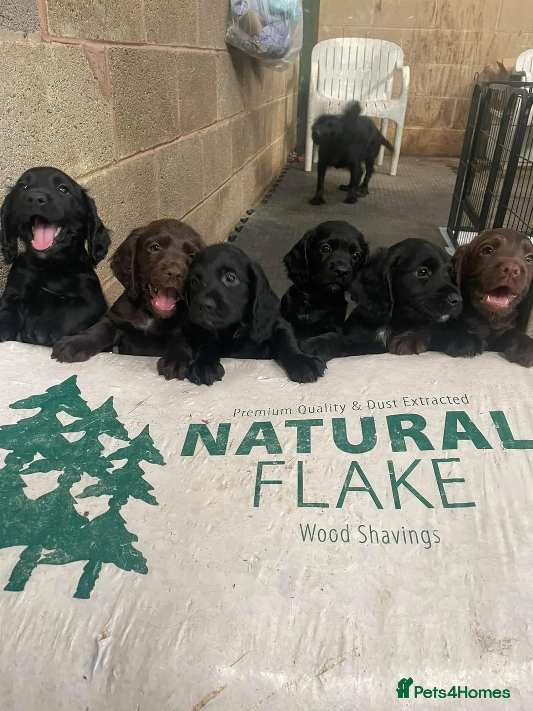 Cocker Spaniel dogs for sale: Elite FTCH Penwills Charlie of Winhocklin Puppies - Advert 1