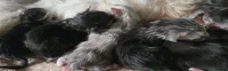 Maine Coon cats for sale: 🌟 STUNNING MAINECOON KITTENS SHOWQUALITY 🌟 - Advert 5