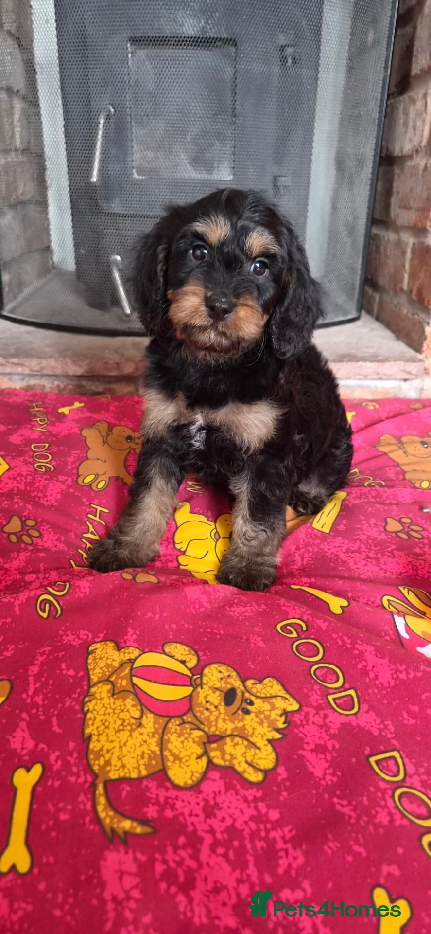 Cavapoo dogs Health tested F1 mini cavapoo puppies  - Advert 4