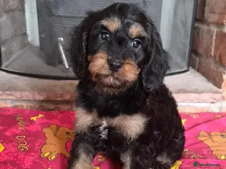 Cavapoo dogs Health tested F1 mini cavapoo puppies - Advert 4