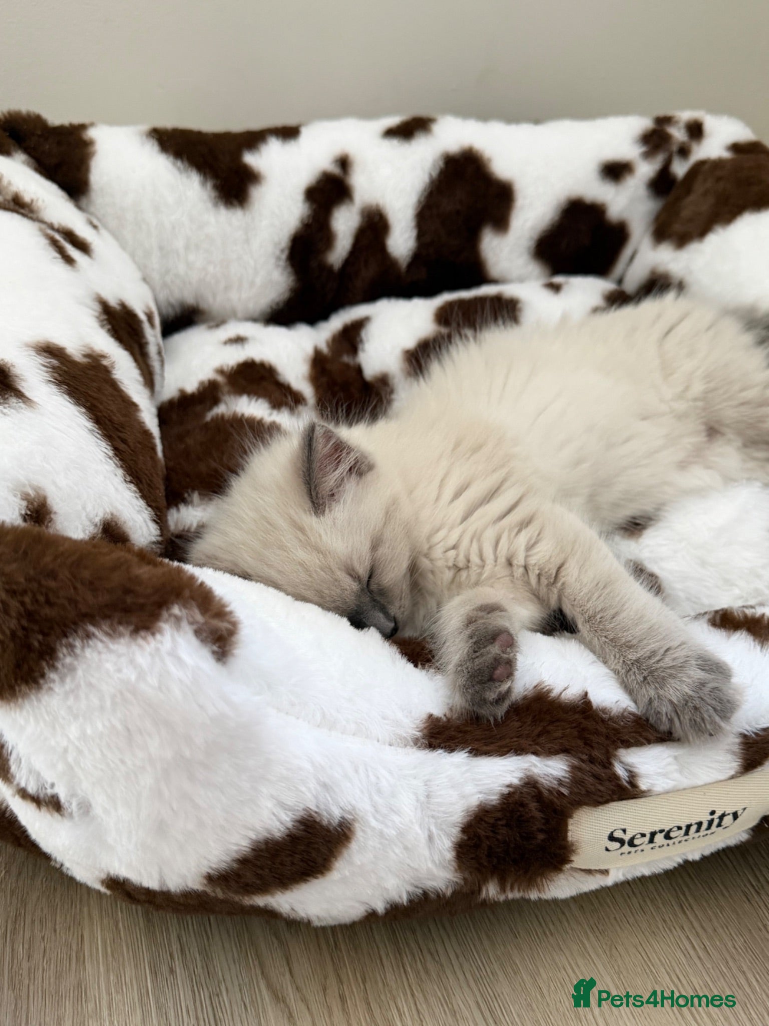 Ragdoll cats £850 for pair - Beautiful Bonded Ragdoll Kittens  - Advert 3