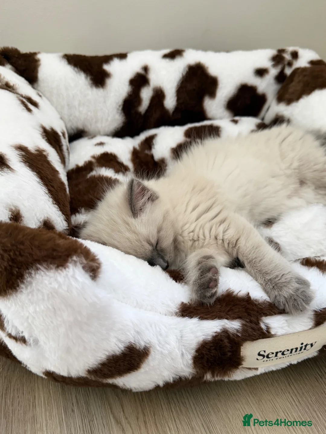 Ragdoll cats for sale: £850 for pair - Beautiful Bonded Ragdoll Kittens  - Advert 1