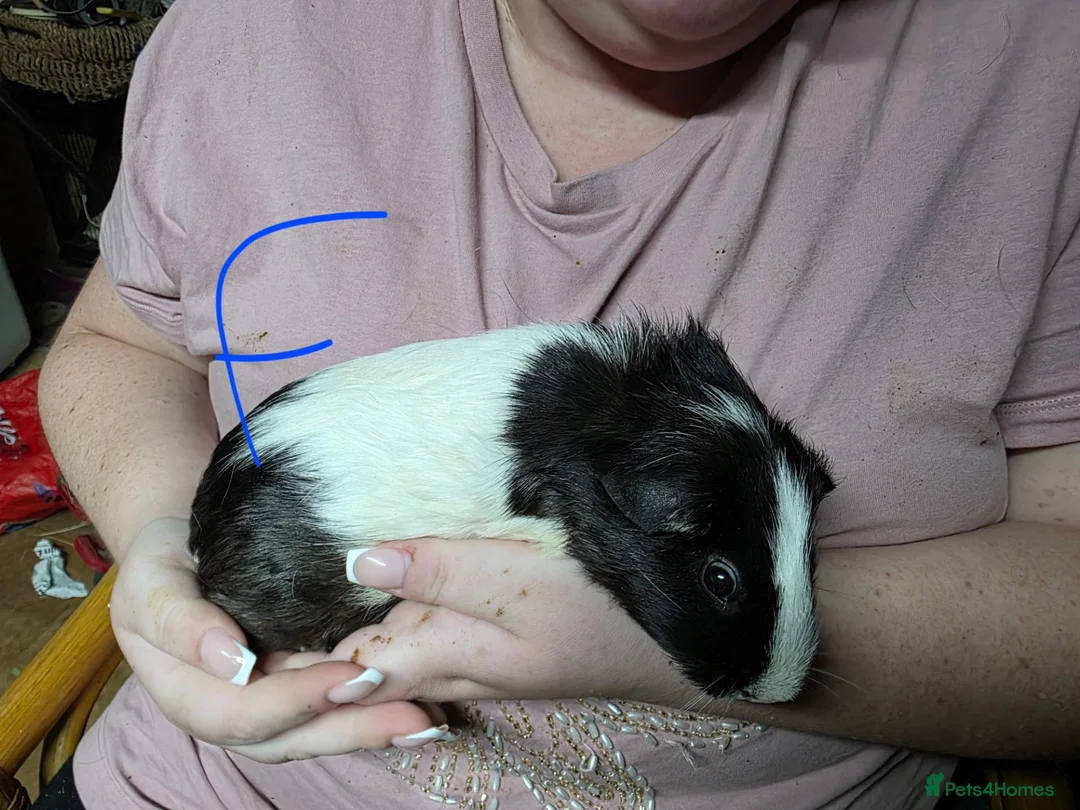 Guinea Pig rodents for sale: Male and Female Guinea Pig Pairs - Advert 2
