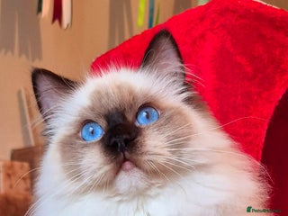 Ragdoll cats Ragdoll male kitten gccf active - Advert 7