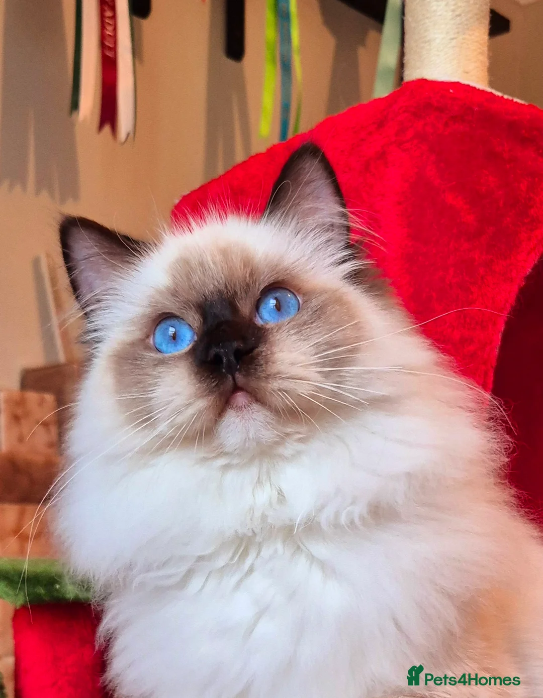 Ragdoll cats for sale: Ragdoll male kitten gccf active - Advert 1