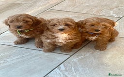 Cavapoo dogs for sale: Wonderful boys and girl  - Image 1