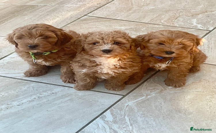 Cavapoo dogs - Advert 9