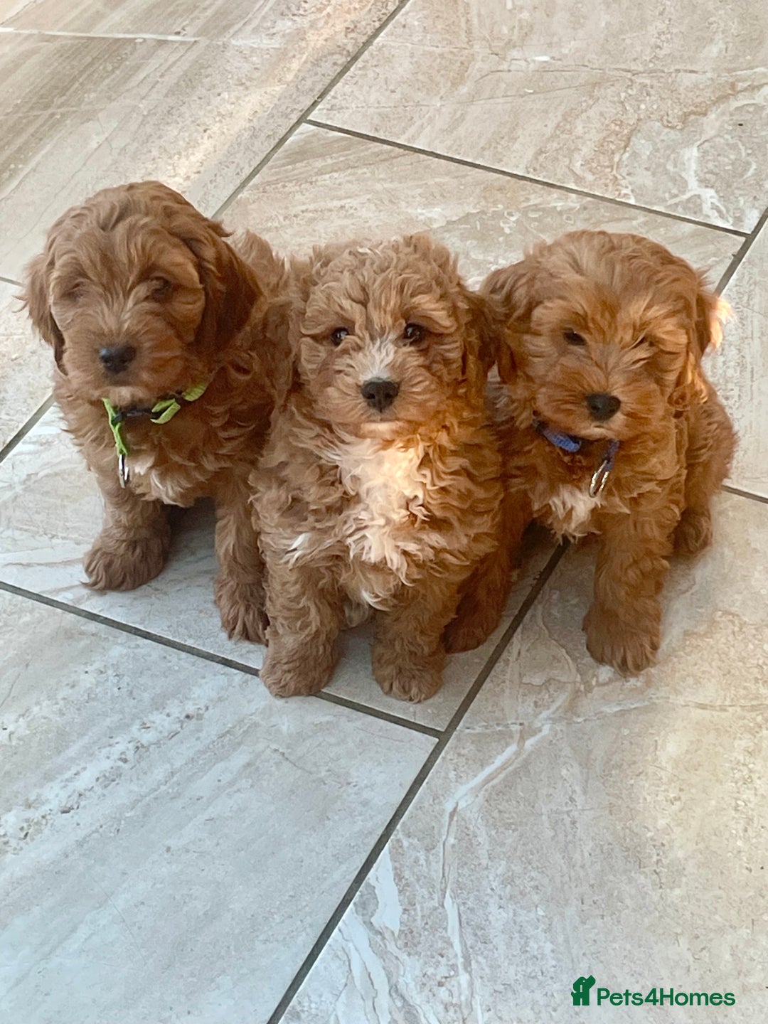 Cavapoo dogs for sale: Wonderful boys and girl  - Image 1