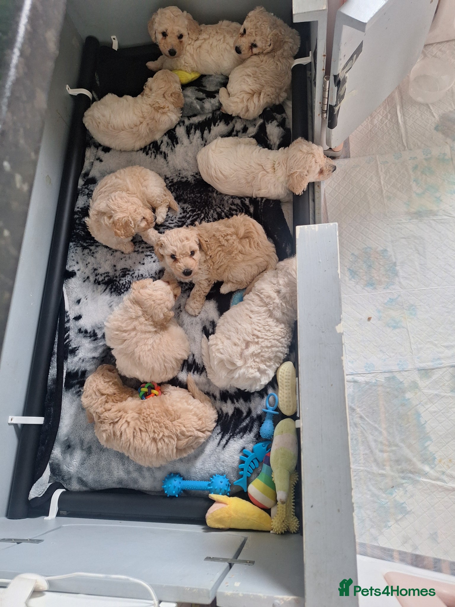 Poochon dogs Poochon pups 6 an half weeks old - Advert 1