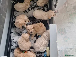 Poochon dogs Poochon pups 6 an half weeks old - Advert 5