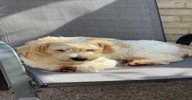 Mixed Breed dogs - Advert 4