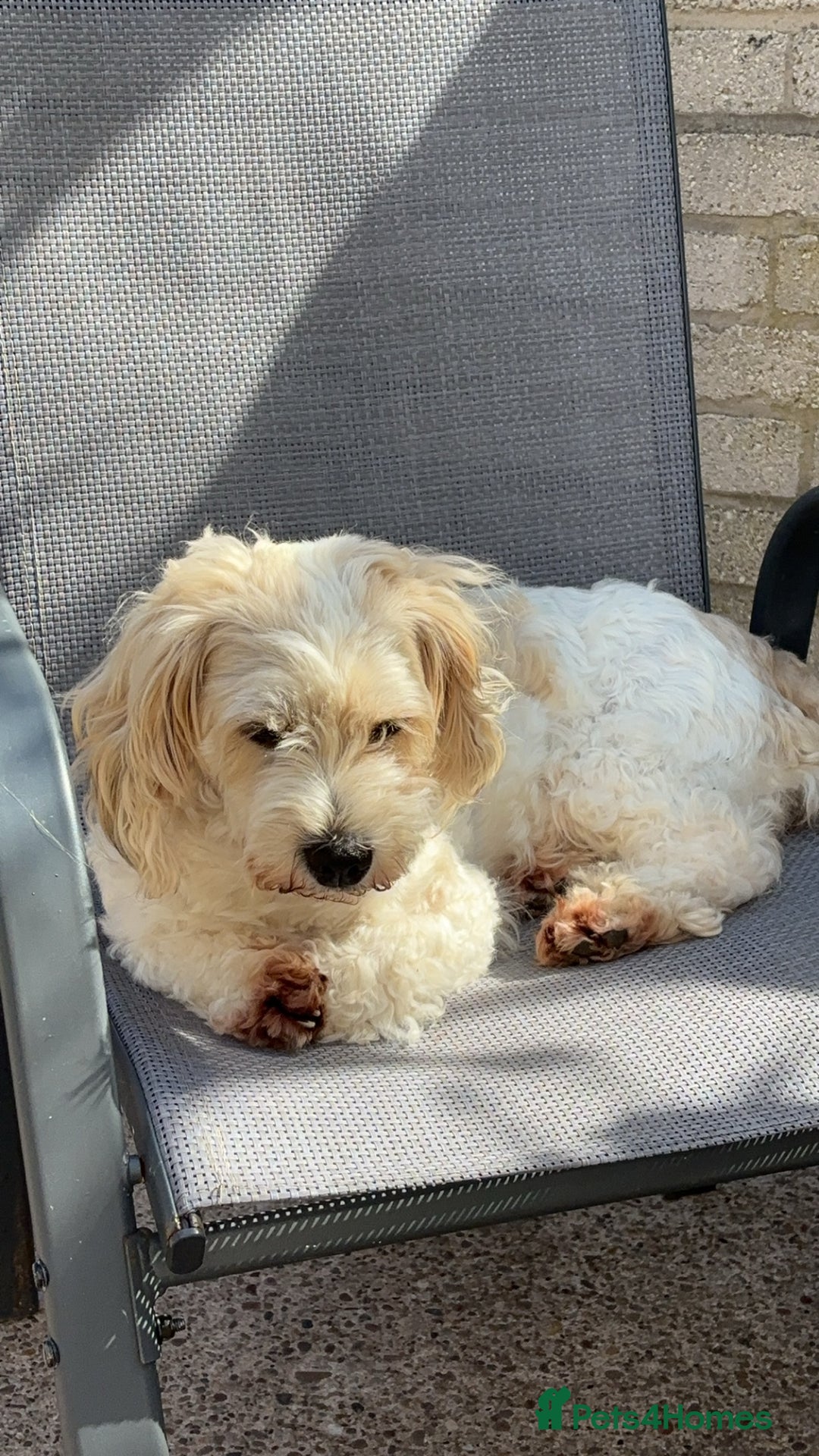 Mixed Breed dogs for sale: Mum and daughter to rehome - Image 3