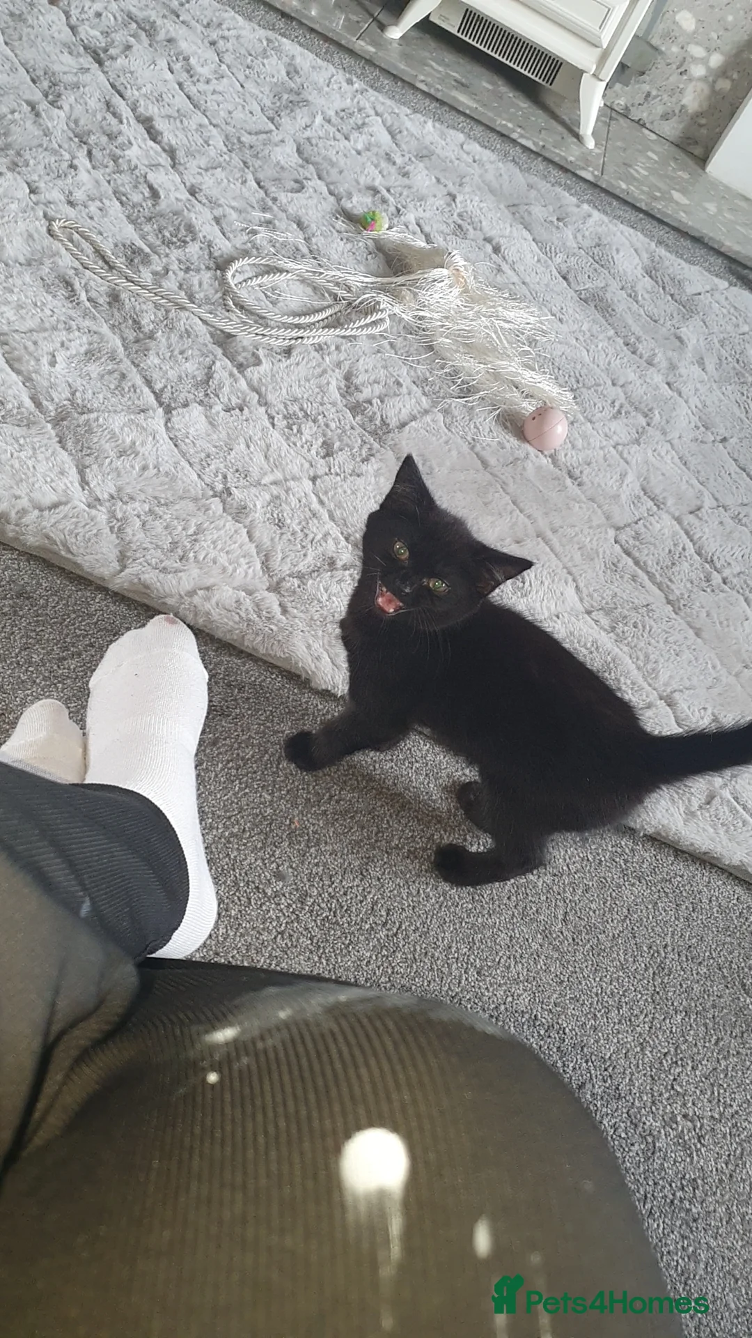 British Shorthair cats for sale: Male kitten 9 weeks  in Sheffield - Advert 2