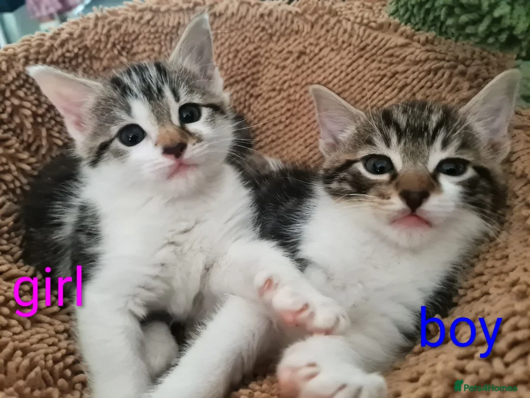 Mixed Breed cats for sale: Kittens - Advert 2