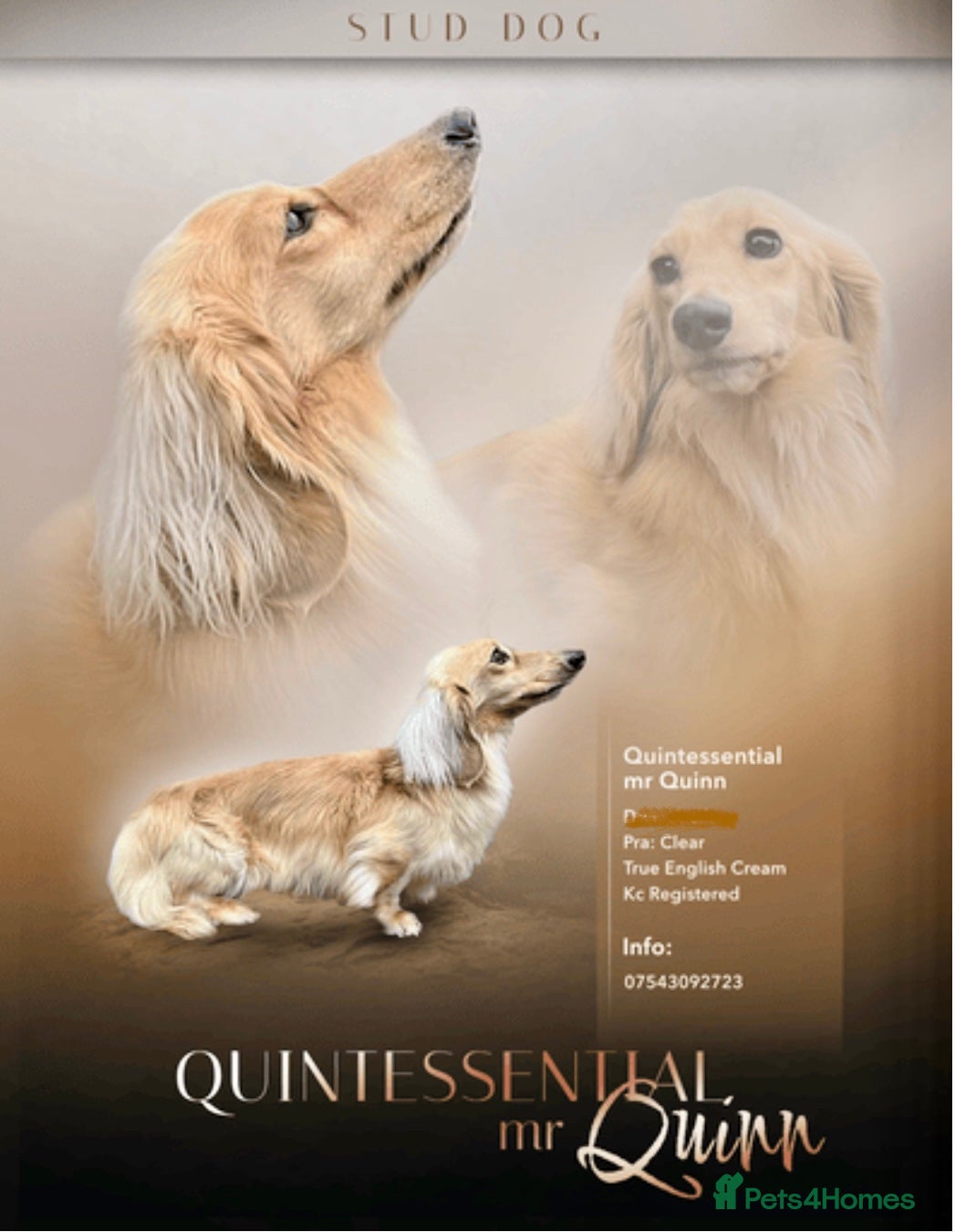 Miniature Dachshund dogs I/I E/E English Cream  in Newcastle upon Tyne - Advert 3