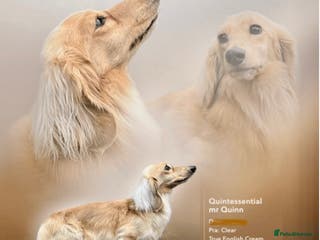 Miniature Dachshund dogs I/I E/E English Cream in Newcastle upon Tyne - Advert 3