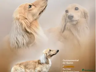 Miniature Dachshund dogs I/I E/E English Cream in Newcastle upon Tyne - Advert 12