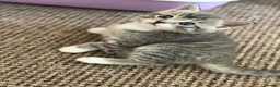 Mixed Breed cats for sale: Kittens Looking for Their Forever Homes!  - Advert 11