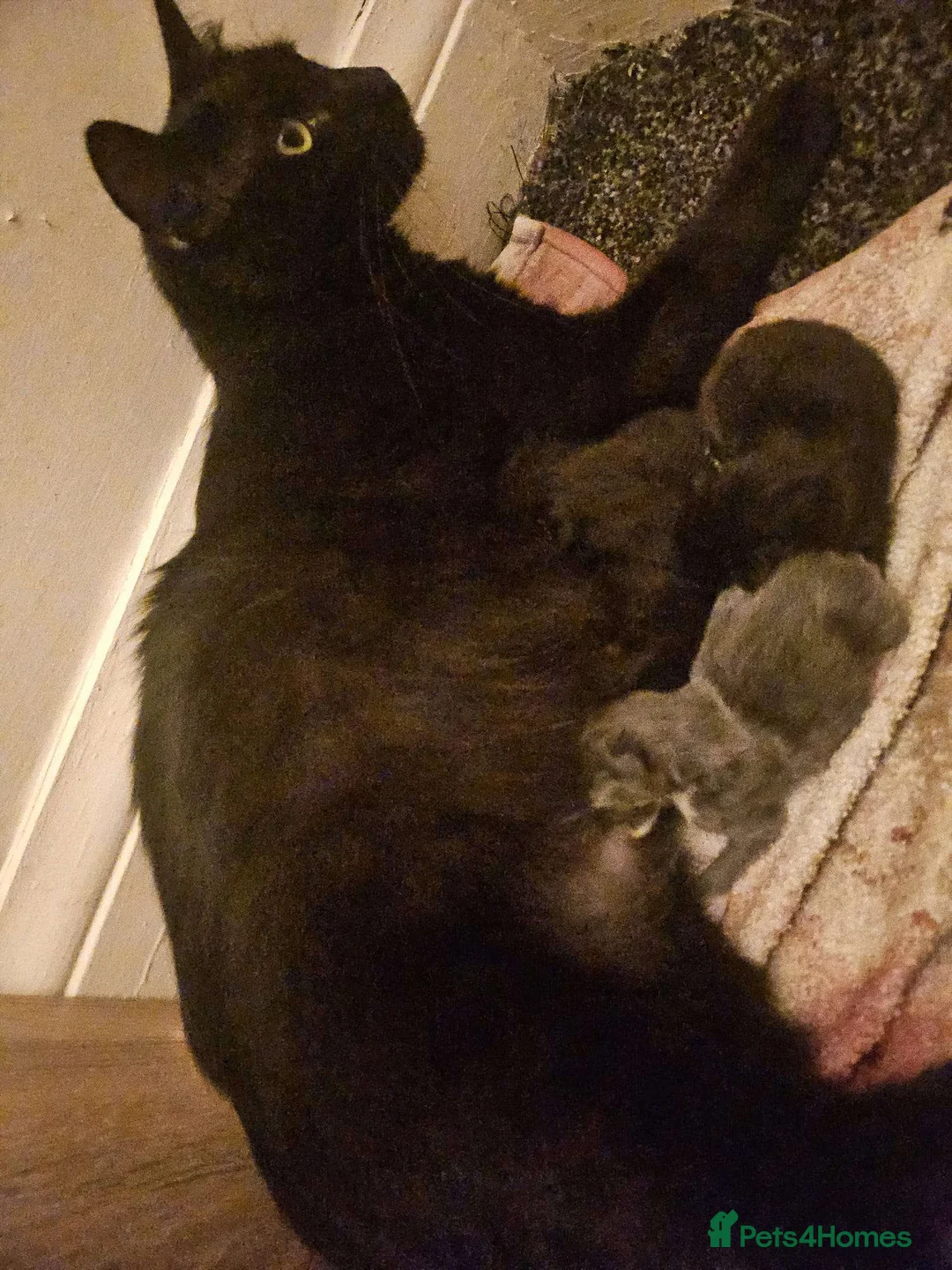 Mixed Breed cats for sale: Beautiful Ragdoll Mix kittens looking for new home - Advert 2