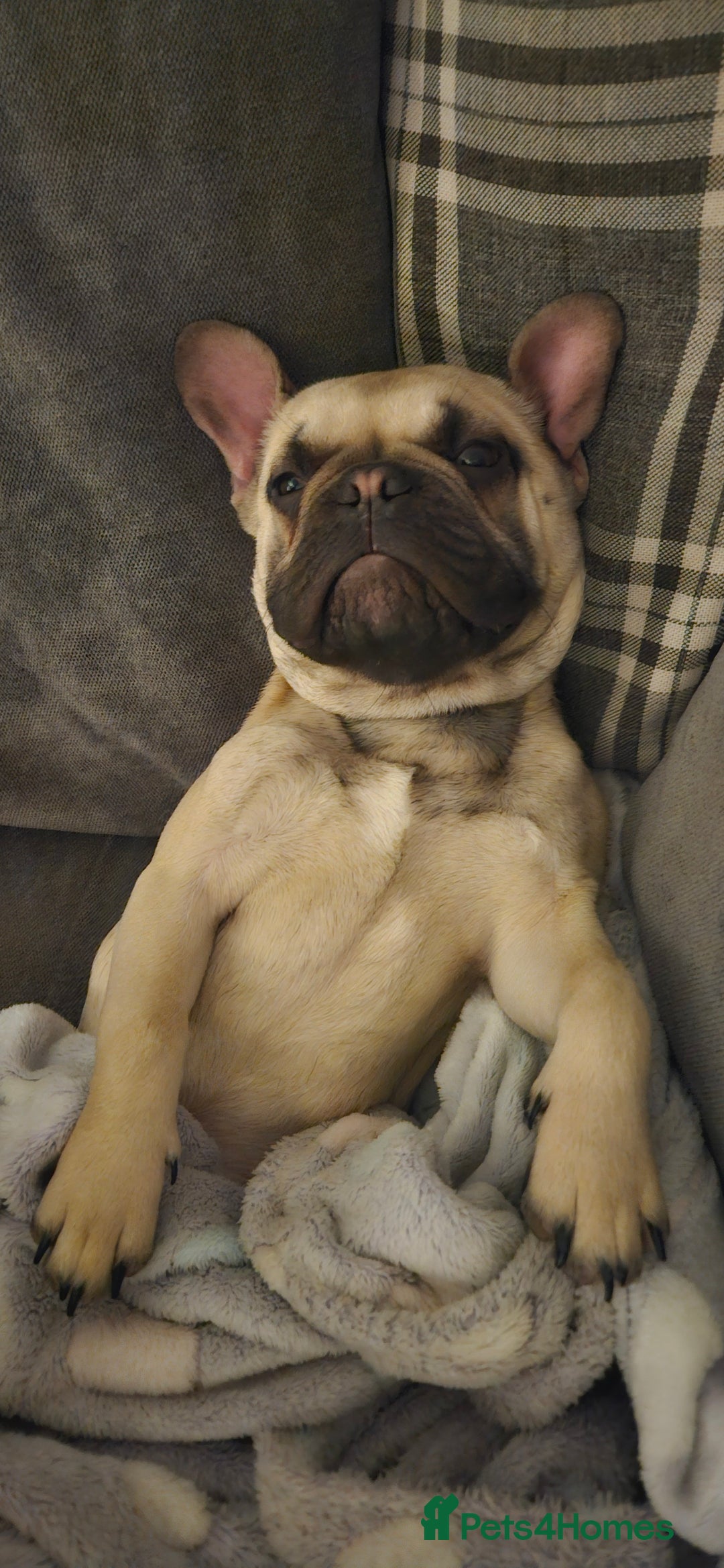 Mixed Breed dogs for sale: 15 month old French bulldog - Advert 7