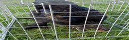Chickens poultry for sale: Pair of brahmas - Advert 16