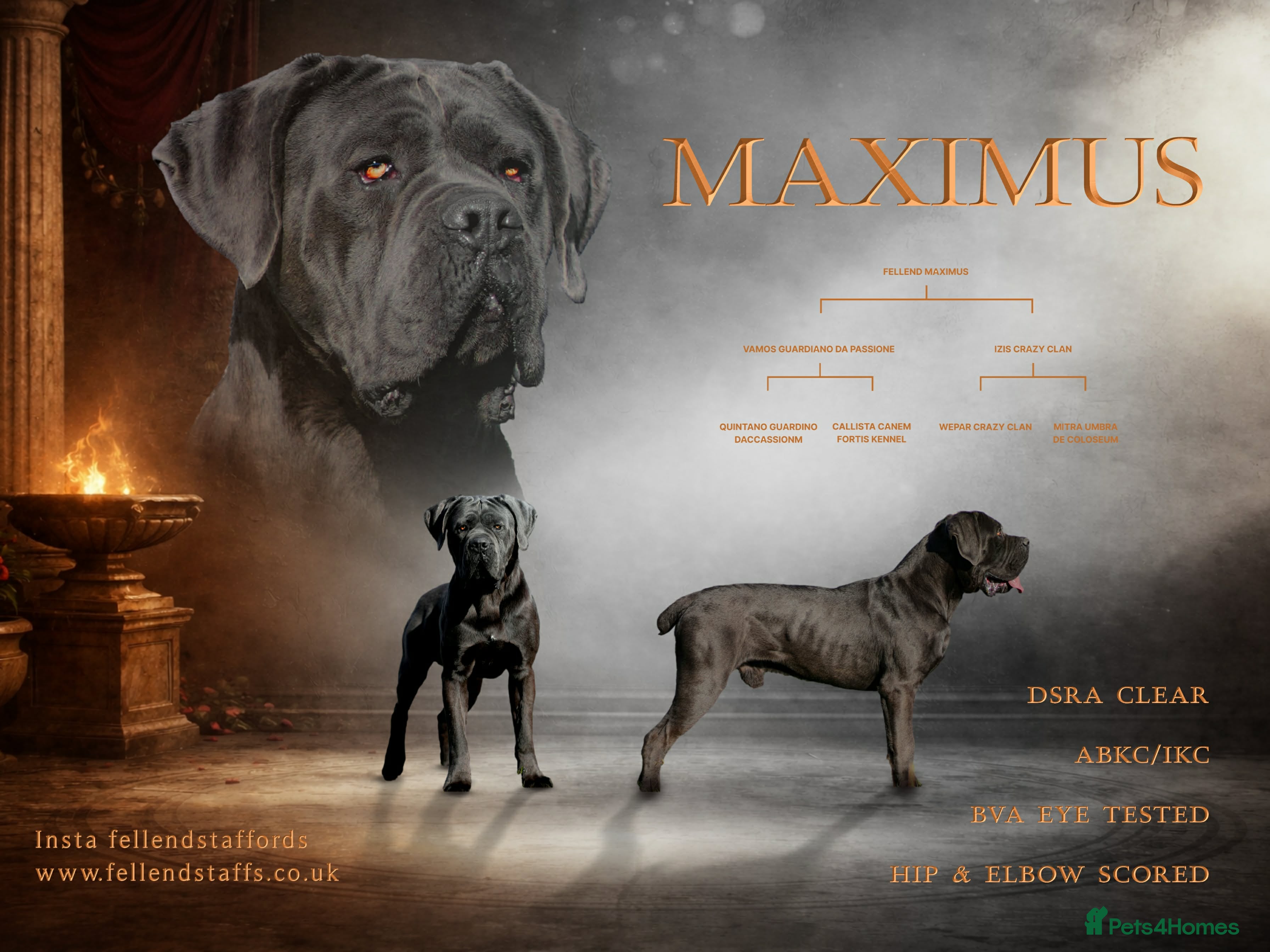 Cane Corso dogs Health tested Blue cane corso stud  - Advert 3