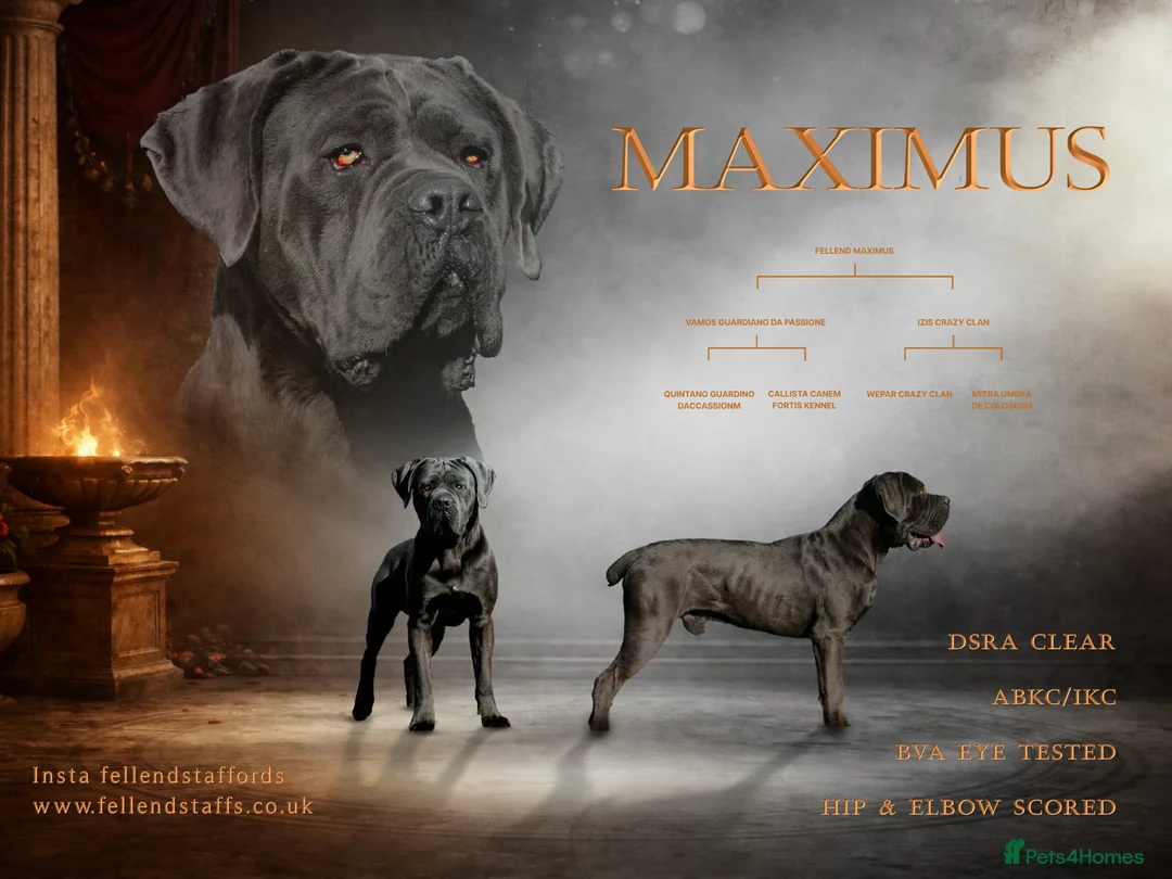 Cane Corso dogs for stud: Health tested Blue cane corso stud  - Advert 1