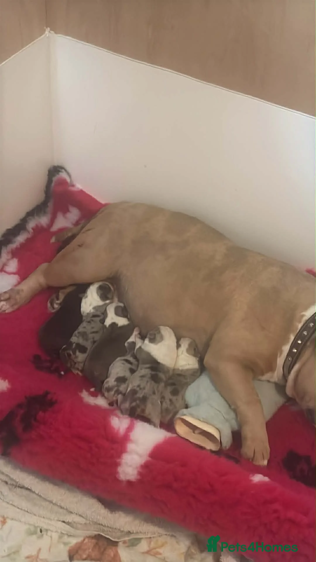 American Bully dogs for sale: Pocket bully puppies Merle fawn pied tri in Cheltenham - Advert 2