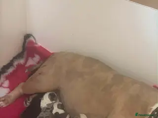 American Bully dogs Pocket bully puppies Merle fawn pied tri - Advert 3