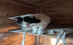 Mixed Breed cats for sale: We are Domino and Dora - Image 2