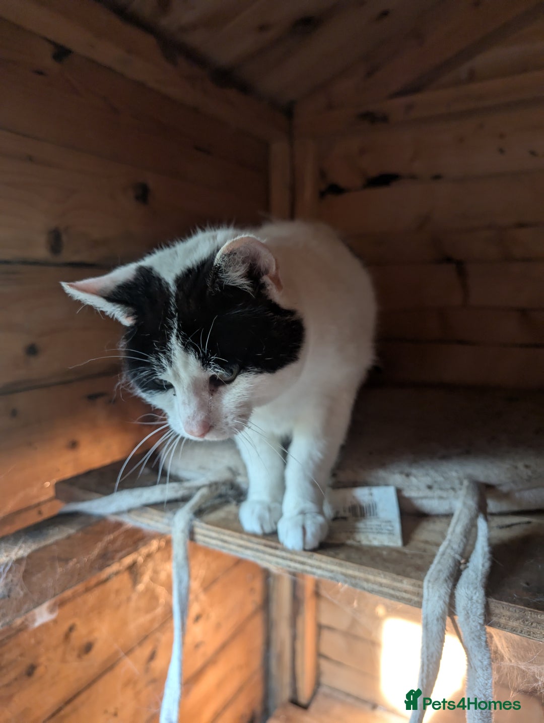Mixed Breed cats for sale: We are Domino and Dora - Image 2