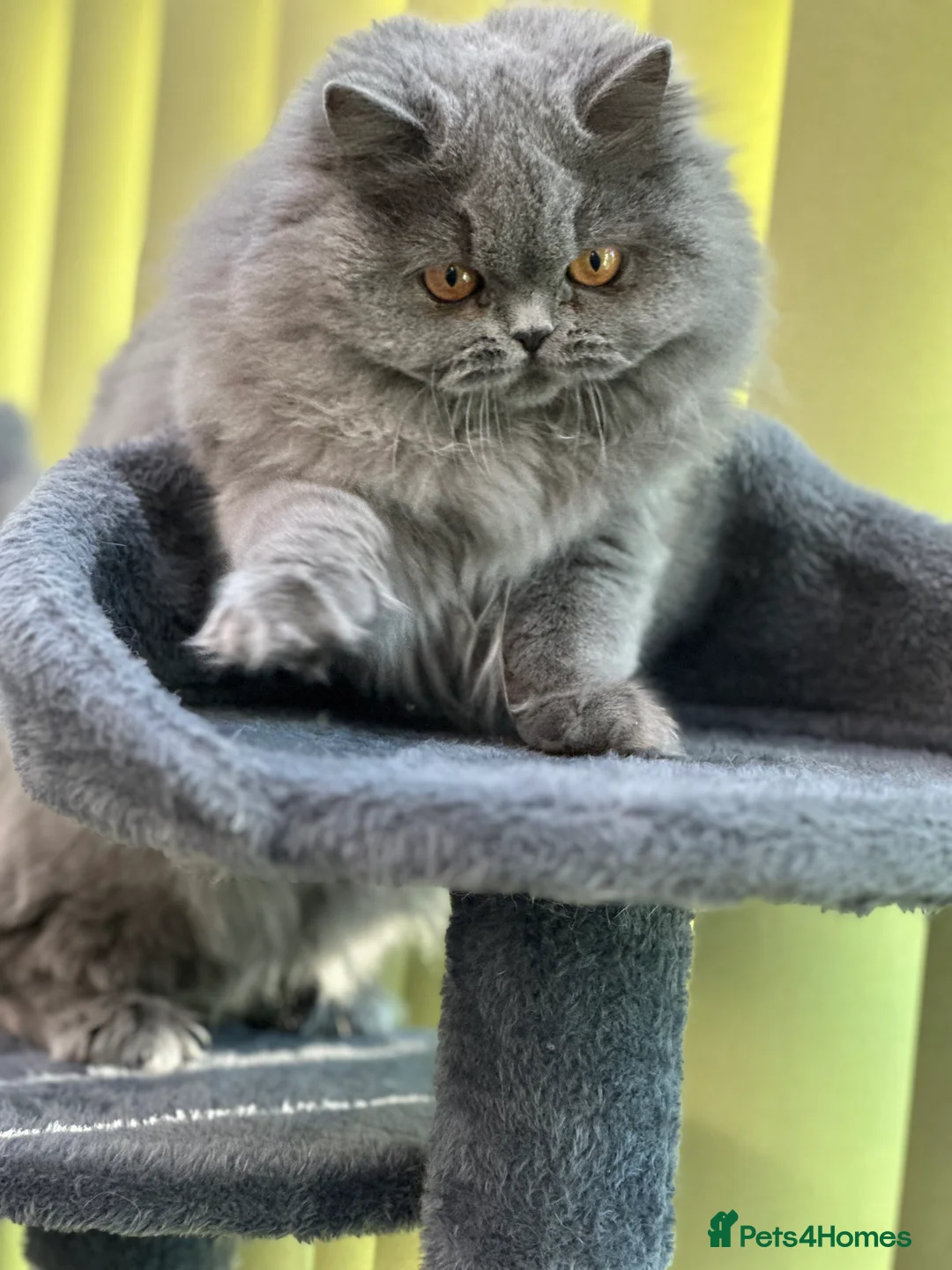 British Longhair cats for sale: Beautiful British Blue Longhair Girl  - Advert 4