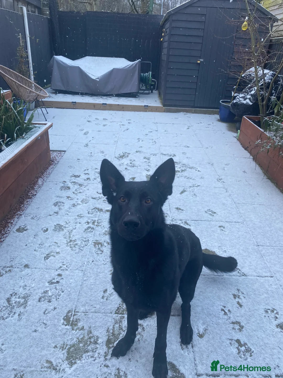 German Shepherd dogs for sale: Black German Shepherd 2 years old - Advert 2