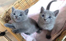 Russian Blue cats for sale: Affectionate TICA Registered kittens - Image 3