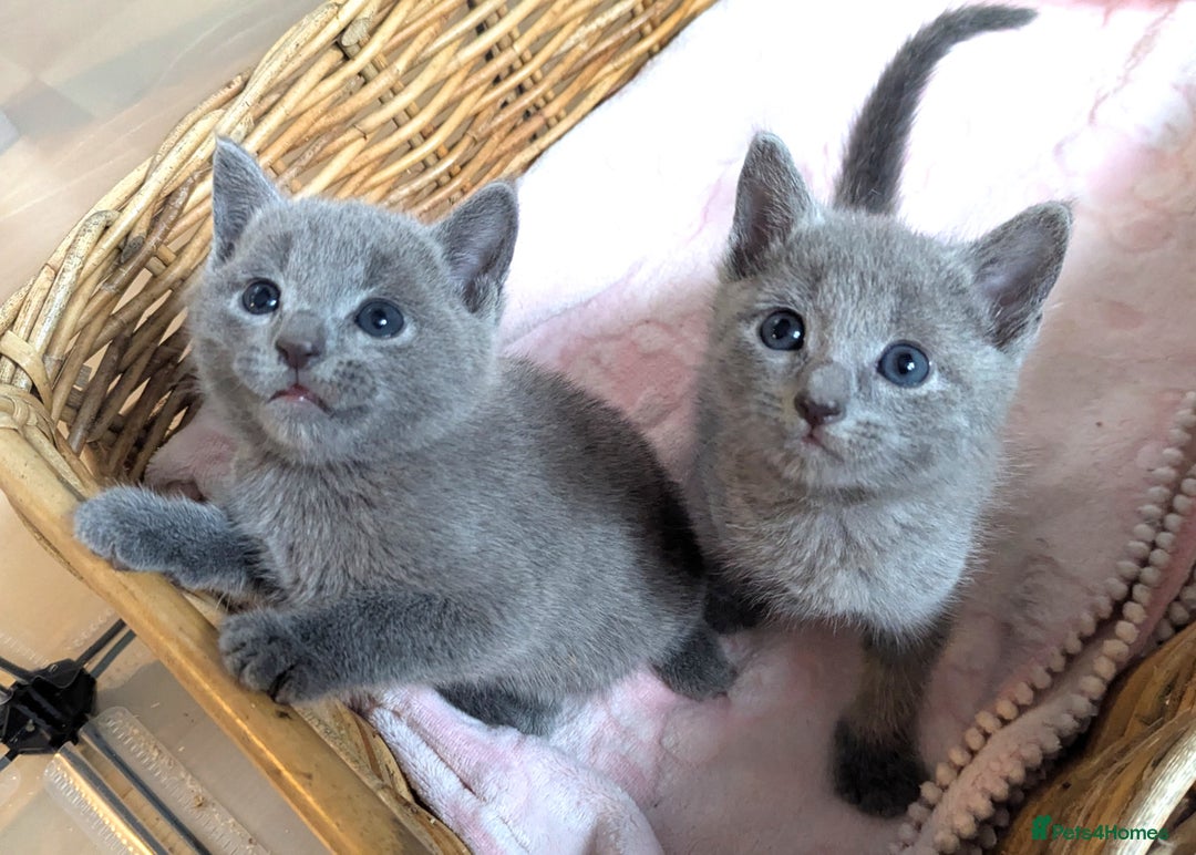 Russian Blue cats for sale: Affectionate TICA Registered kittens - Image 3