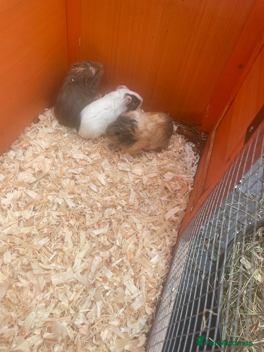 Guinea Pig rodents for sale: Baby Guineapigs for sale - Advert 2