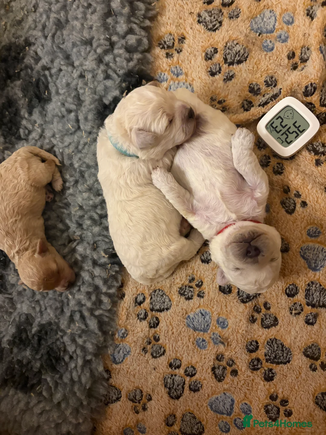 Mixed Breed dogs for sale: 5 Beautiful Poochon Puppies For Sale - Advert 5