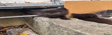 British Longhair 5