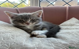 Bengal cats for sale: Bengal cross grey kitten (boy) for sale  - Image 4