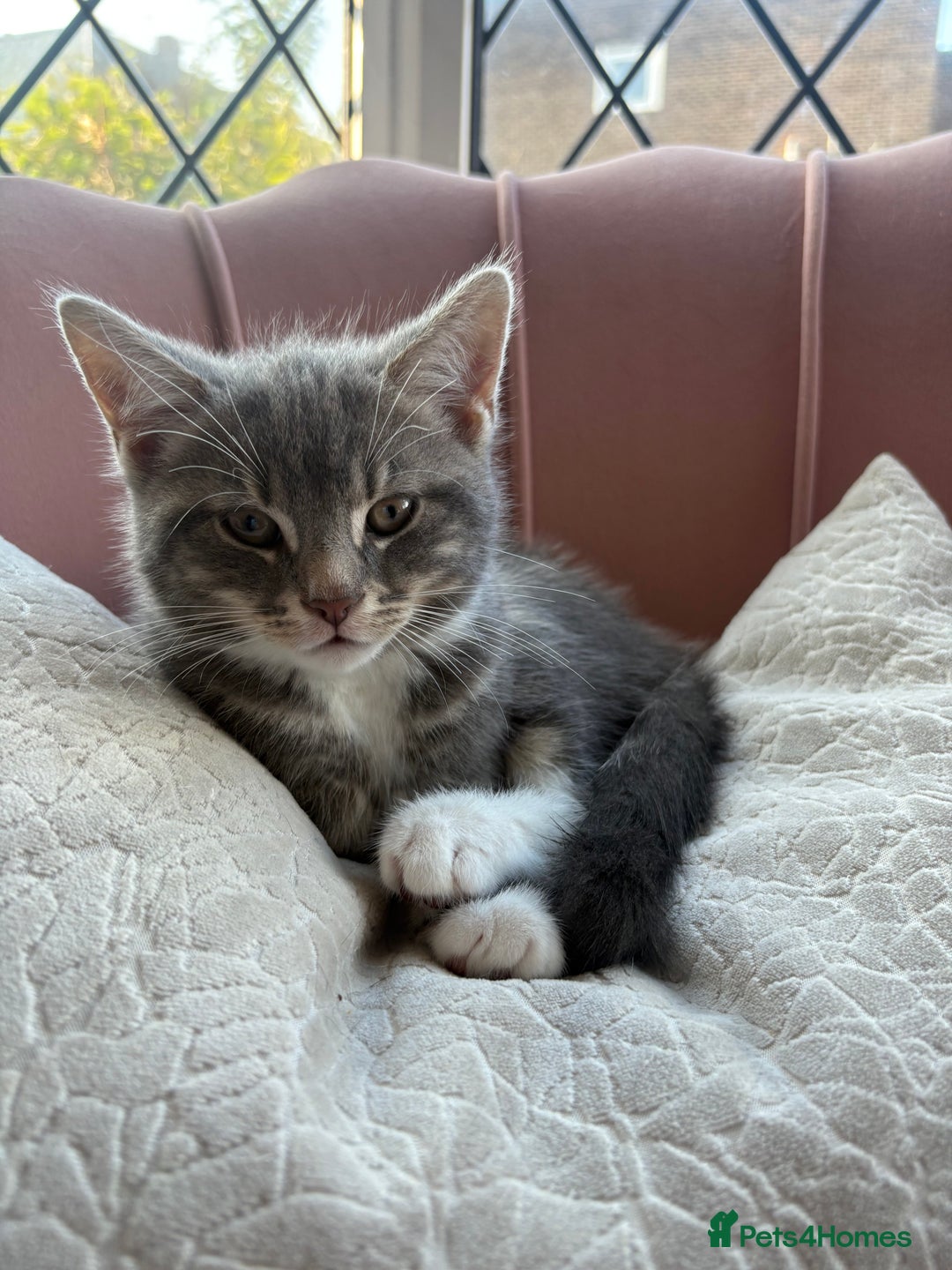 Bengal cats for sale: Bengal cross grey kitten (boy) for sale  - Image 4