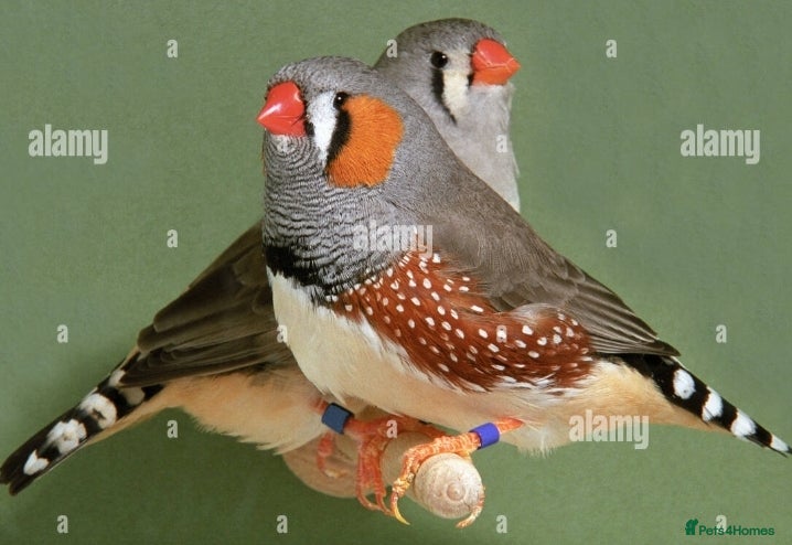 Finches birds ZEBRA FINCHES SHOW CLASS EXIBITION SIZE PAIR - Advert 10