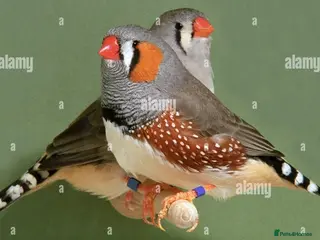 Finches birds ZEBRA FINCHES SHOW CLASS EXIBITION SIZE PAIR - Advert 10