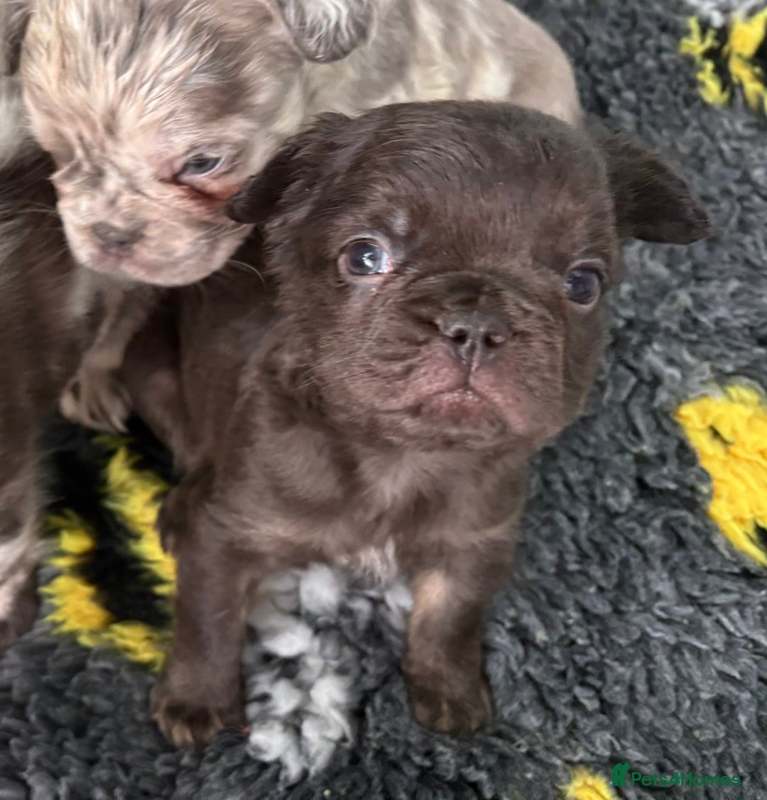 French Bulldog dogs for sale: *Fluffy Merle French Bulldog Pups* - Image 11