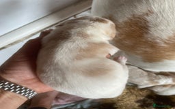 Beagle dogs for sale: Beautiful beagle boys kc reg ready 19 sept  - Image 27