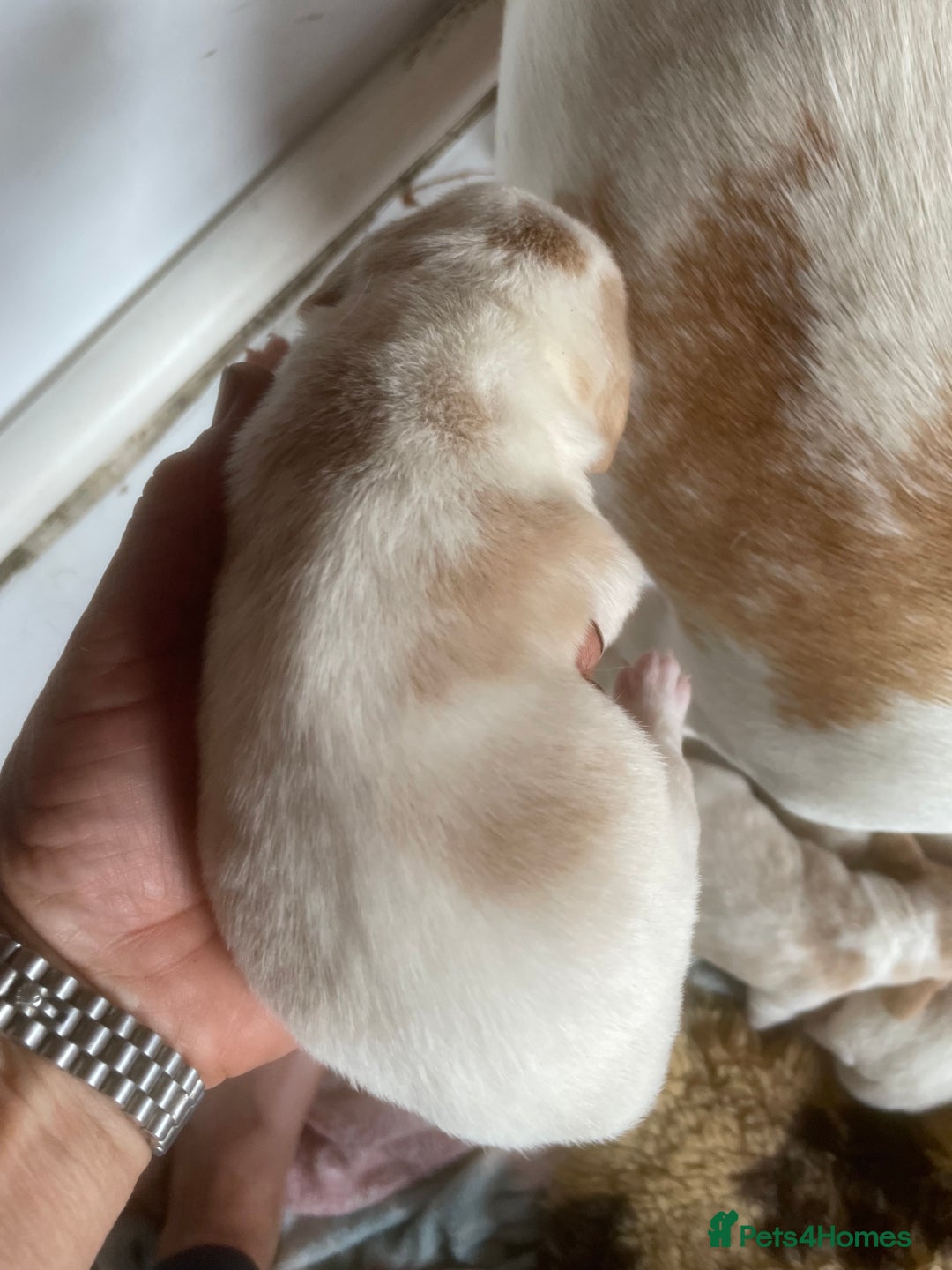 Beagle dogs for sale: Beautiful beagle boys kc reg ready 19 sept  - Image 27