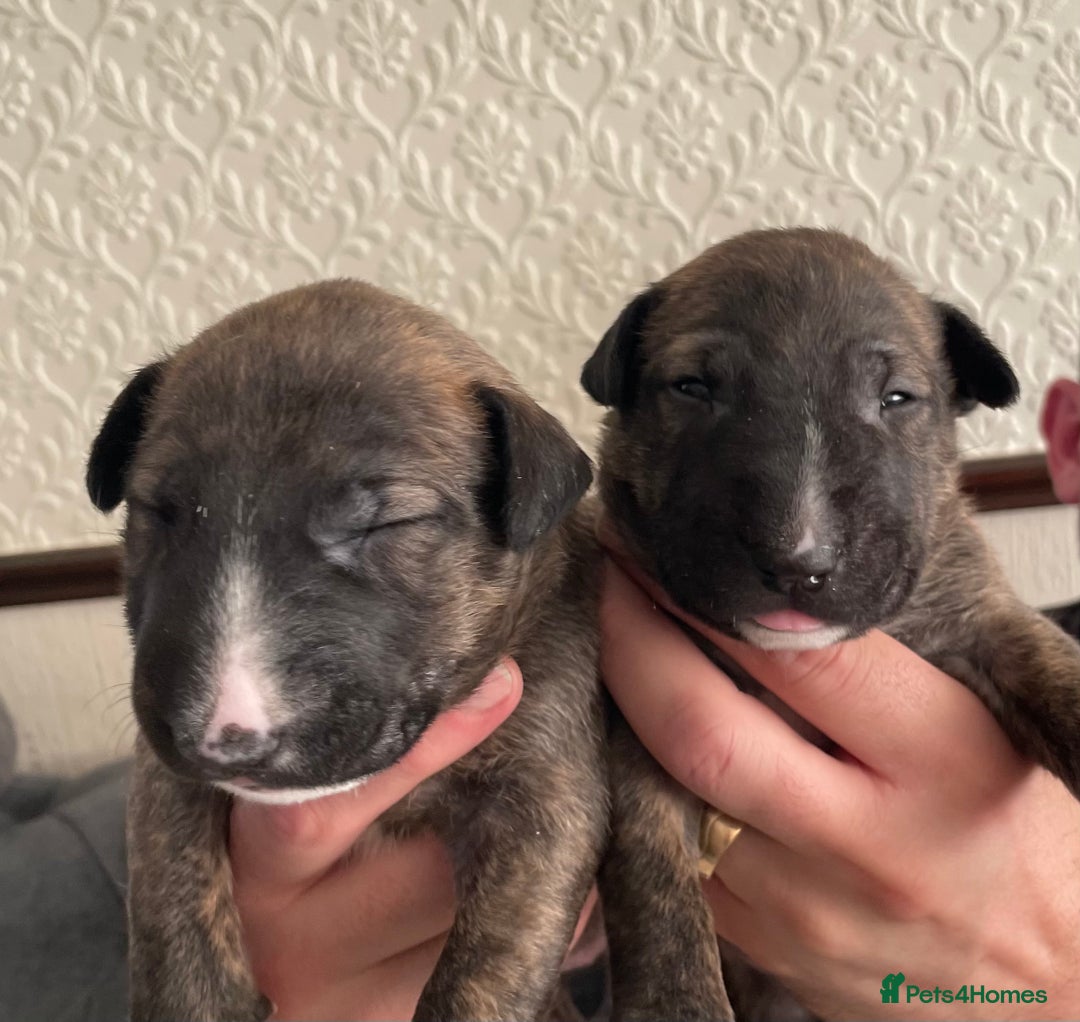English Bull Terrier dogs for sale: Brindle Champion sired Bull Terriers pups (MALE)  - Image 2