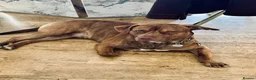Mixed Breed dogs for sale: Two and a half year old presa canario staffy mix in Runcorn - Advert 5