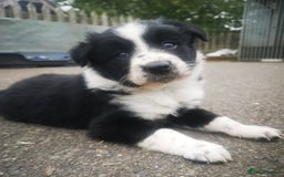 Border Collie dogs for sale: Beautiful Fluffy collie pups for sale  - Image 11